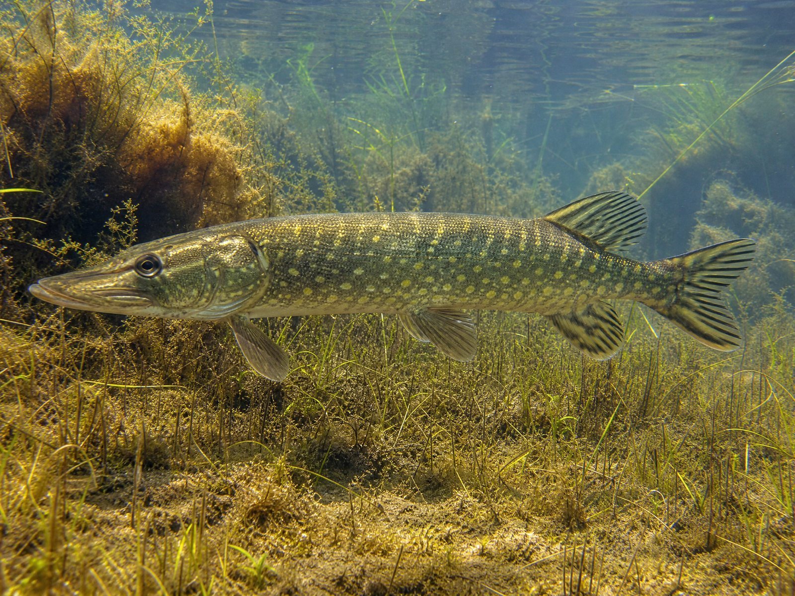 Grote Snoek